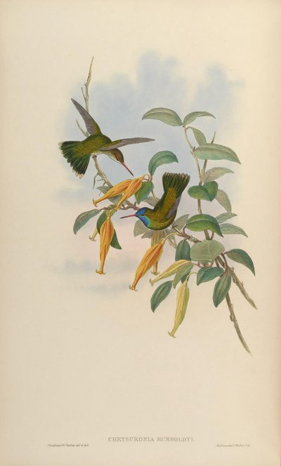 Chrysuronia humboldti = Hylocharis humboldti alkotó: John Gould